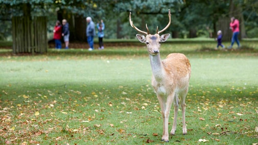 A deer stands in a grassy field as people stroll by in the background, enjoying the outdoor scenery.